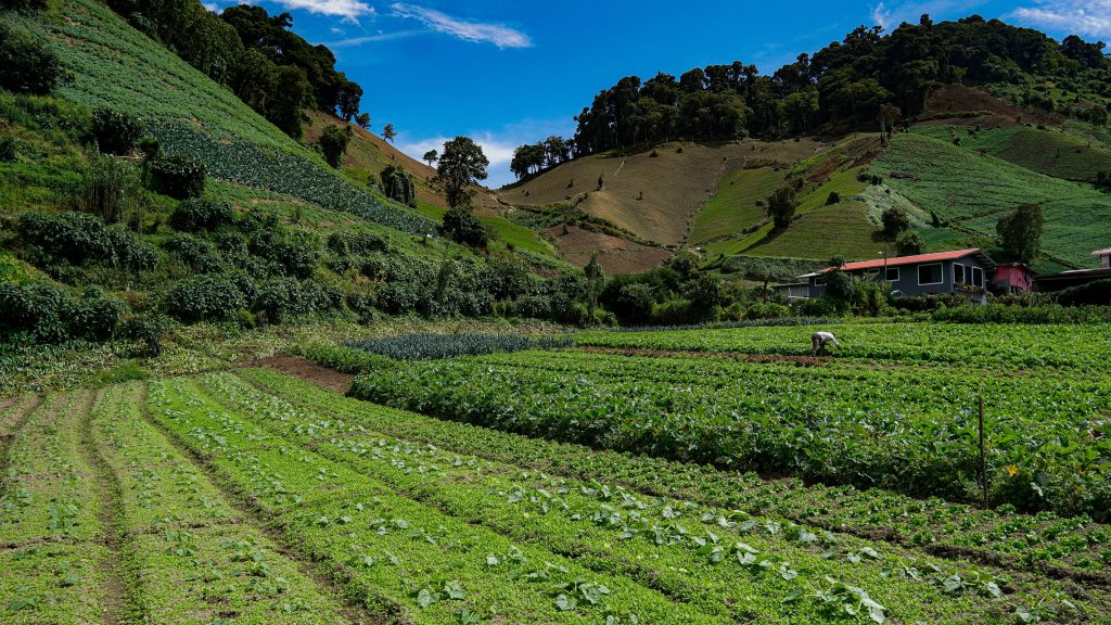 Farmer,Harvesting,Vegetables,In,The,Highlands,Of,Cerro,Punta,,Chiriqui,