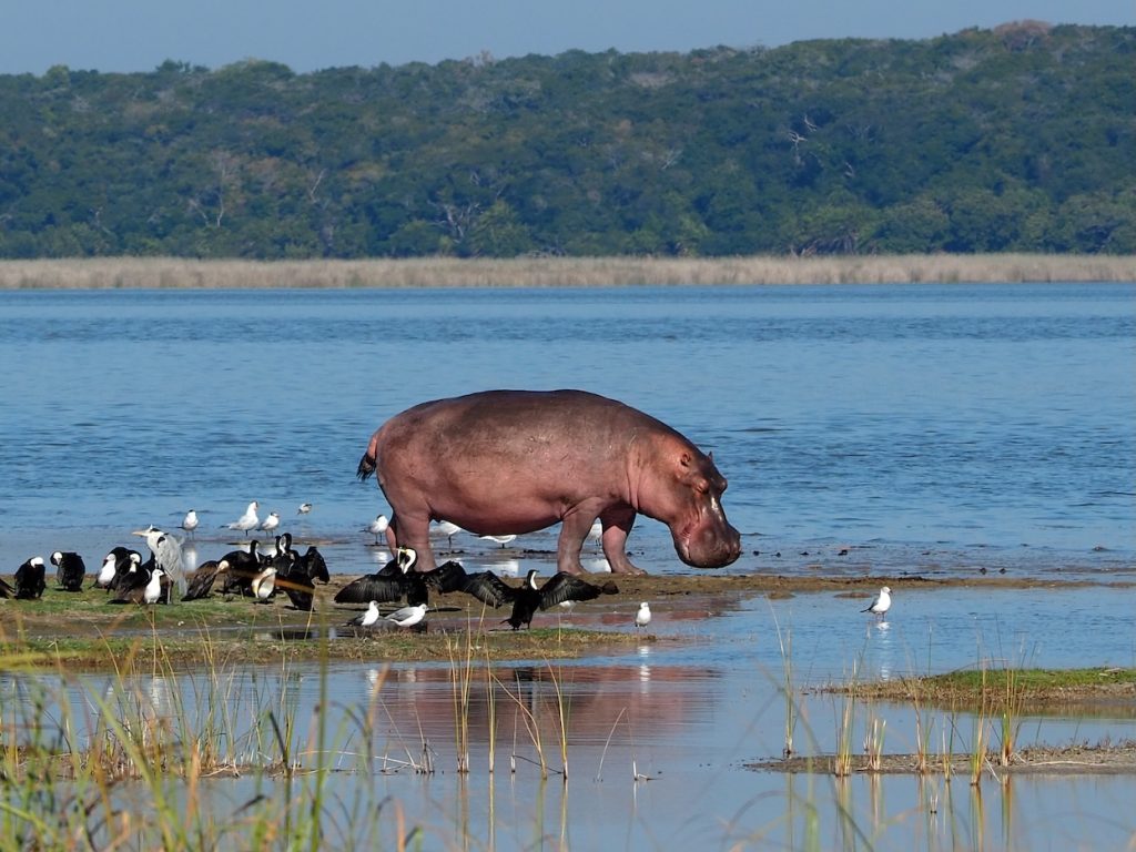 Hippo,In,Maputo,Nacional,Park